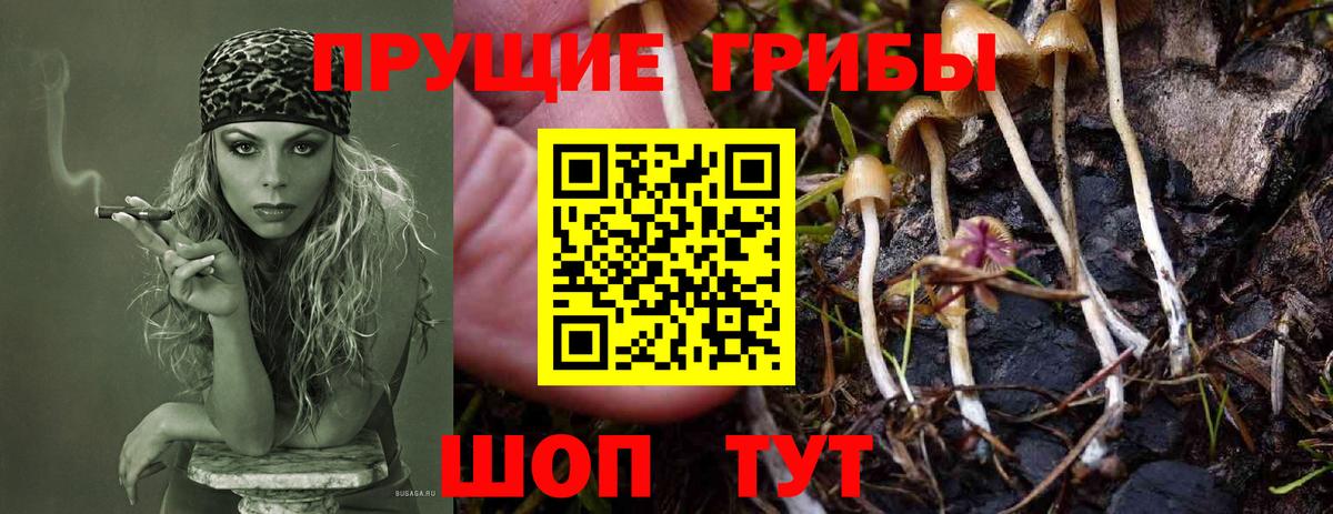 Псилоцибиновые грибы Psilocybe Дальнегорск